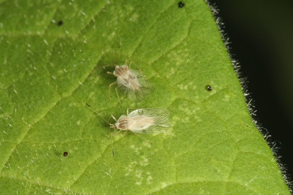 South American lace bug